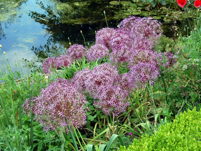 Allium cristophii AGM - medium image 4