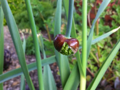 Allium obliquum - medium image 4