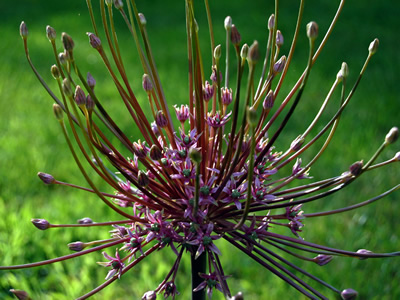 Allium schubertii - medium image 4