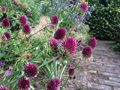 Allium sphaerocephalon - medium image 4