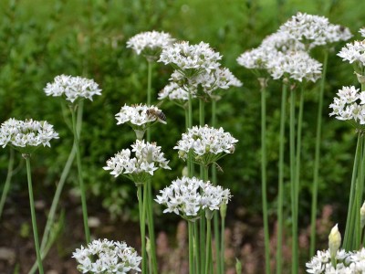 Allium tuberosum - medium image 4