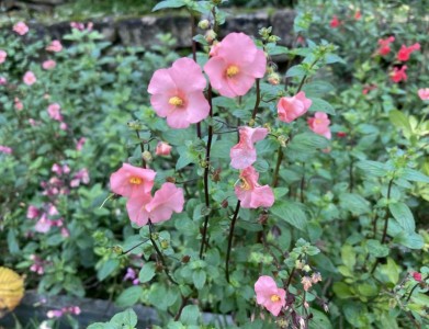 Alonsoa 'Peachy-Keen' - medium image 4