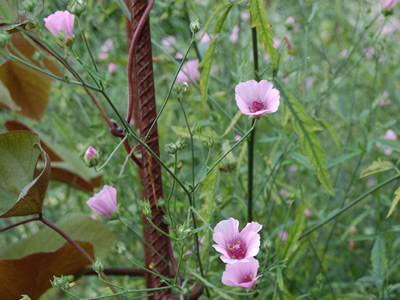 Althaea cannabina - medium image 4