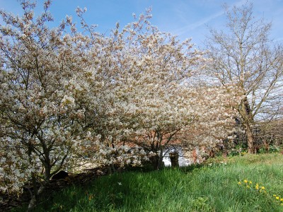 Amelanchier canadensis - medium image 4