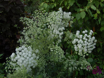 Ammi majus - medium image 4