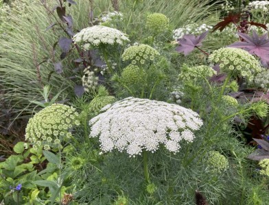 Ammi visnaga - medium image 4