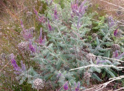 Amorpha canescens - medium image 4