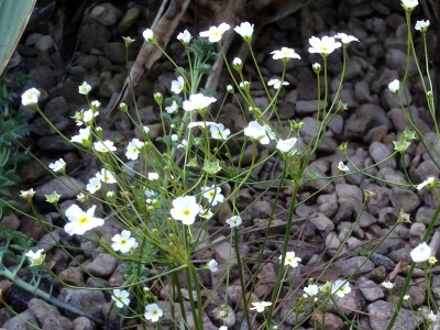Androsace septentrionalis - medium image 4