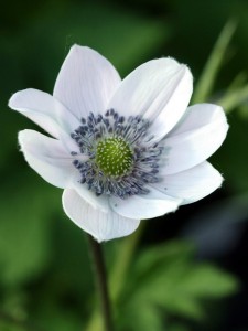 Anemone leveillii - medium image 4