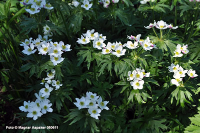 Anemone narcissiflora - medium image 4