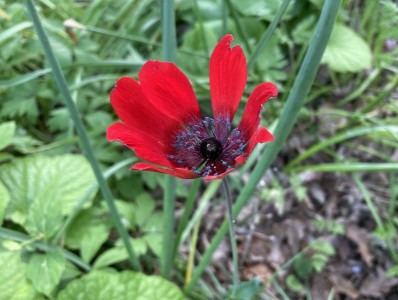 Anemone pavonina red - medium image 4