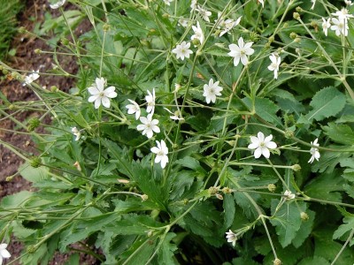Anemone rivularis - medium image 4