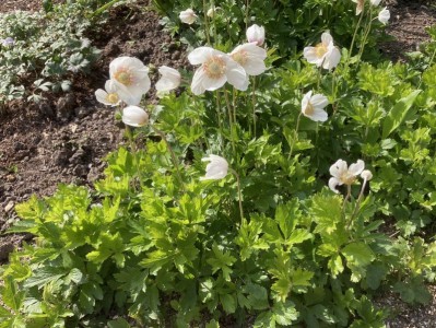Anemone sylvestris - medium image 4