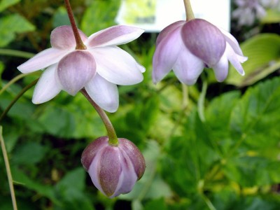 Anemonopsis macrophylla - medium image 4