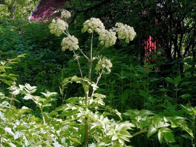 Angelica archangelica - medium image 4