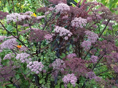 Angelica sylvestris 'Purpurea' - medium image 4