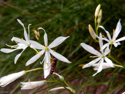 Anthericum liliago - medium image 4