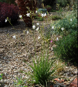 Anthericum ramosum - medium image 4