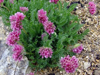 Anthyllis montana 'Rubra' AGM - medium image 4