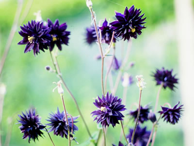 Aquilegia 'Black Barlow' - medium image 4