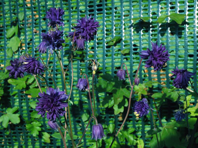 Aquilegia 'Blue Barlow' - medium image 4