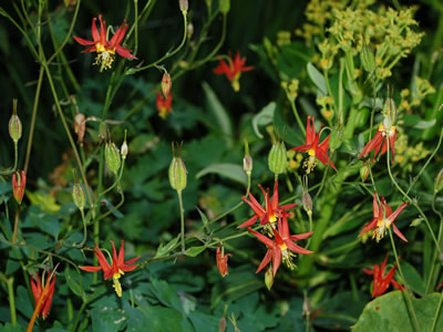 Aquilegia canadensis - medium image 4