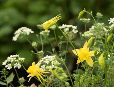 Aquilegia chrysantha ‘Denver Gold’ - medium image 4