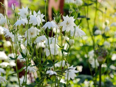 Aquilegia clematiflora 'Alba' - medium image 4
