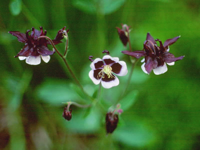 Aquilegia 'Magpie' - medium image 4