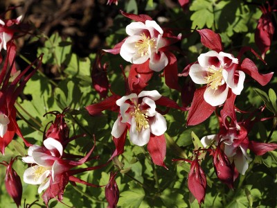 Aquilegia 'Red Hobbit' - medium image 4