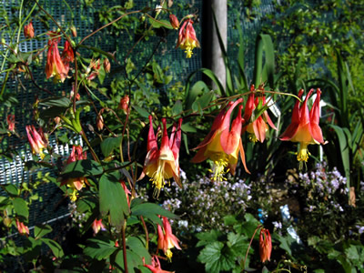 Aquilegia 'Tequila Sunrise' - medium image 4