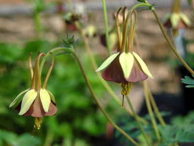 Aquilegia viridiflora - medium image 4