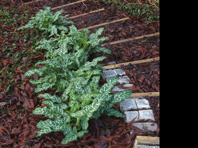 Arum italicum 'Pictum' - medium image 4