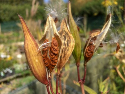 Asclepias incarnata - medium image 4