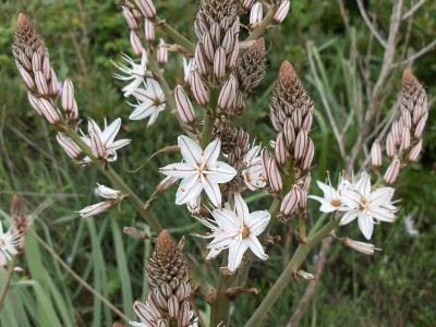 Asphodelus albus - medium image 4