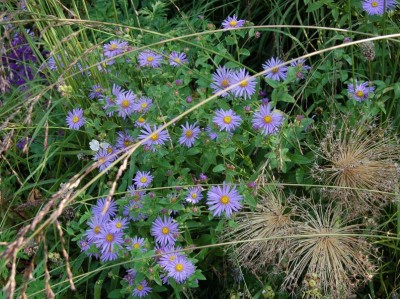 Aster frikartii 'Monch' - medium image 4