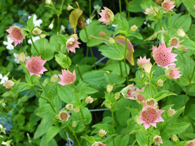 Astrantia maxima - medium image 4