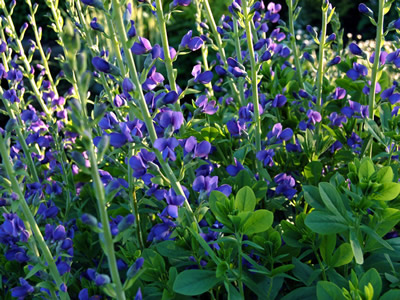 Baptisia australis - medium image 4