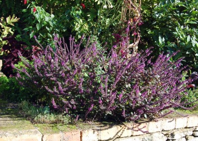 Basil 'African Blue' - medium image 4