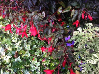 Begonia 'Dark Elegance' - medium image 4