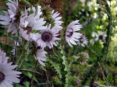 Berkheya purpurea - medium image 4