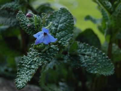 Borago pygmaea - medium image 4