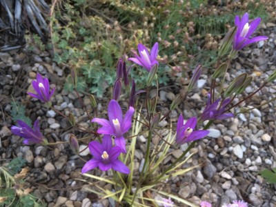 Brodiaea californica - medium image 4