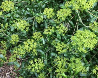 Bupleurum fruticosum - medium image 4
