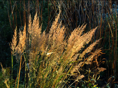 Calamagrostis brachytricha - medium image 4