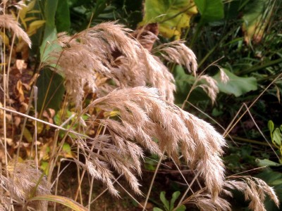 Calamagrostis emodensis - medium image 4
