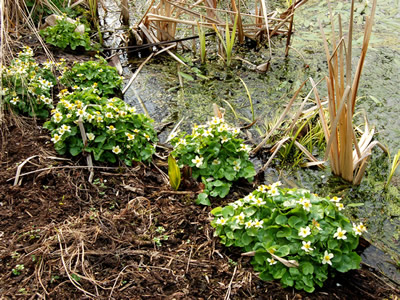 Caltha palustris 'Alba' - medium image 4