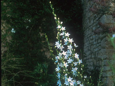 Campanula pyramidalis 'Alba' - medium image 4