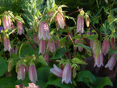 Campanula takesimana - medium image 4