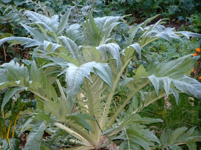 Cardoon - medium image 4